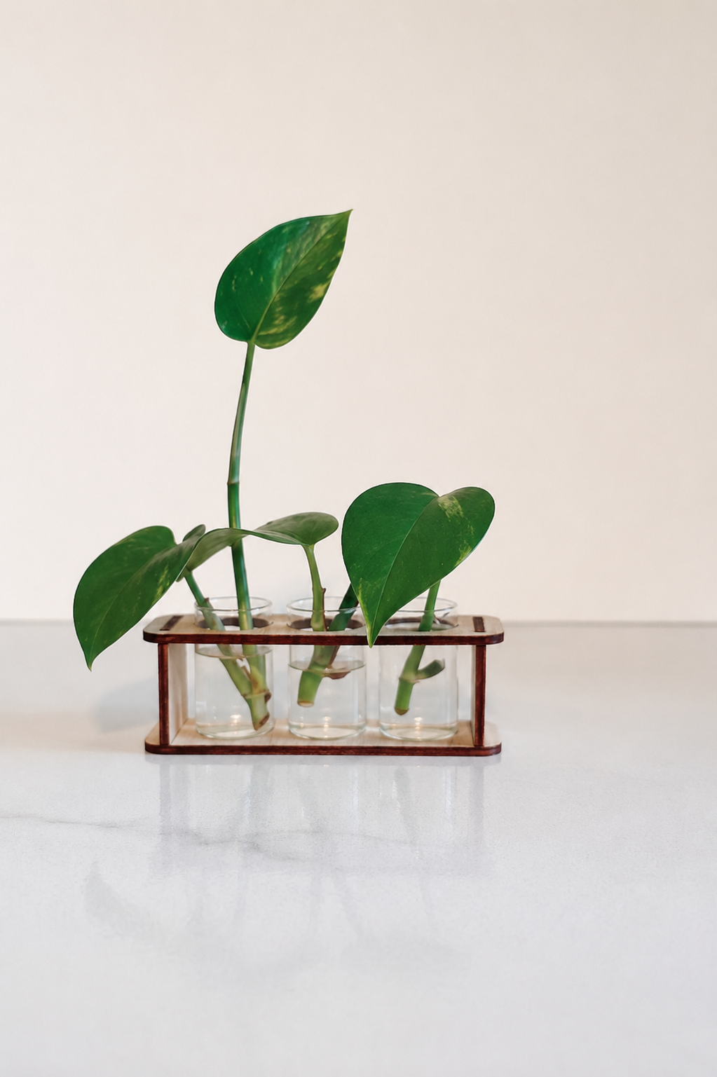 Houseplants Starter Pack Earring Studs with Reusable Propagation Stand