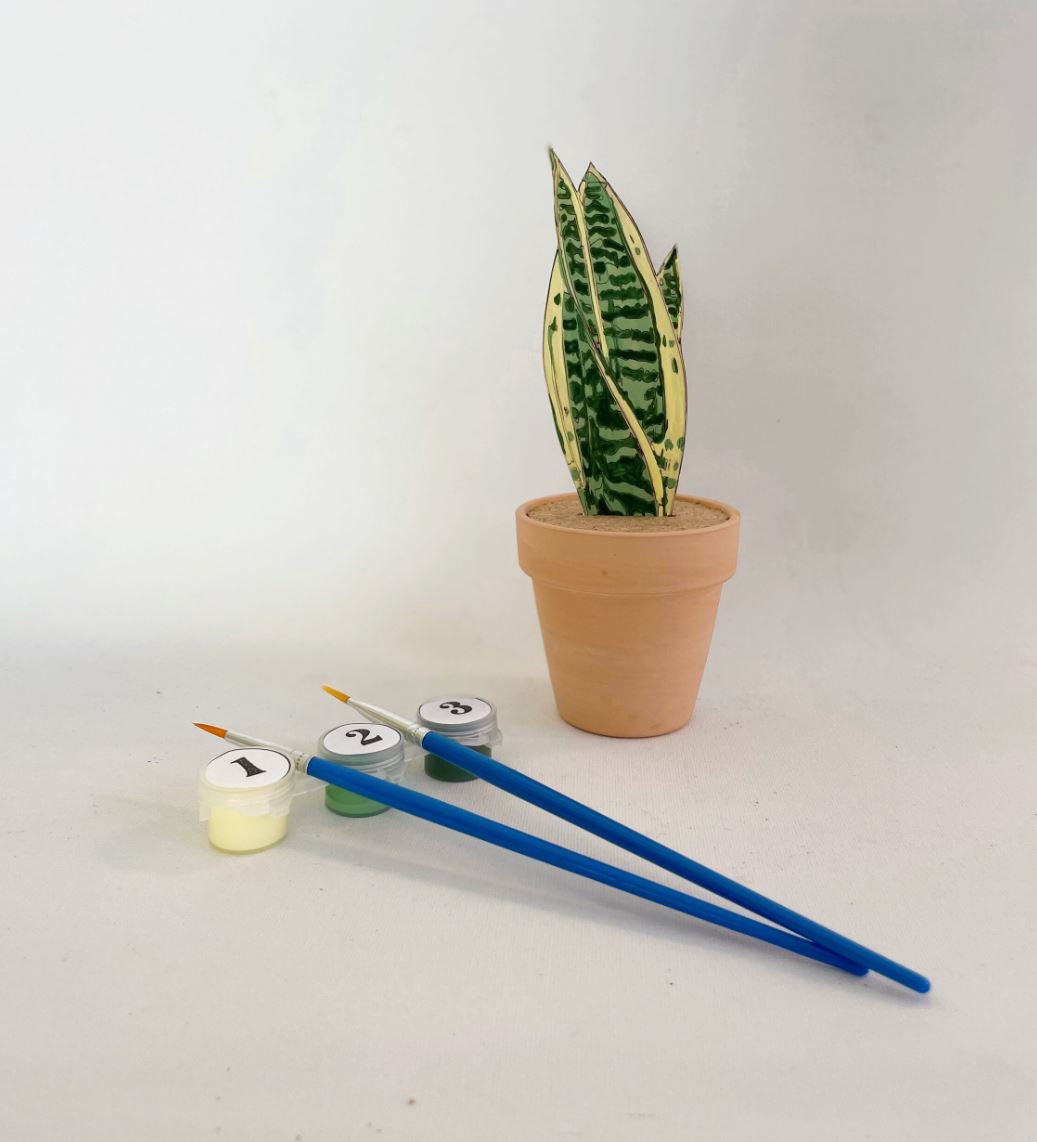 Paint Your Own Snake Plant