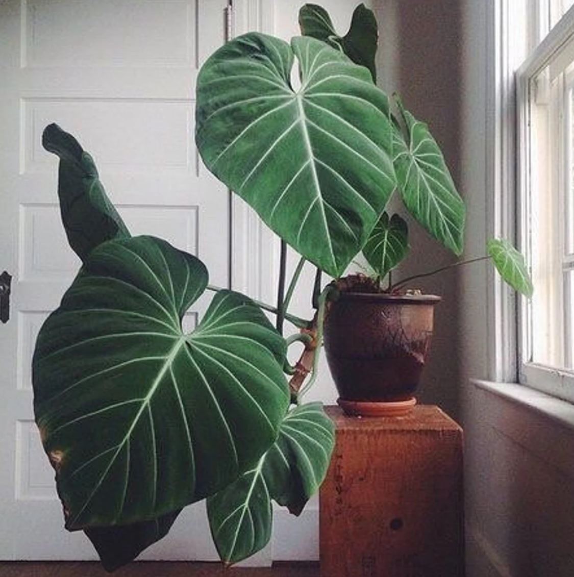Philodendron Gloriosum Wooden Earrings
