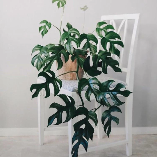 Rhaphidophora Tetrasperma Wooden Earrings - Plant Dosage