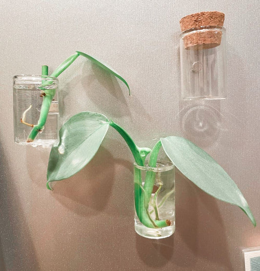 Magnetic Glass Jars
