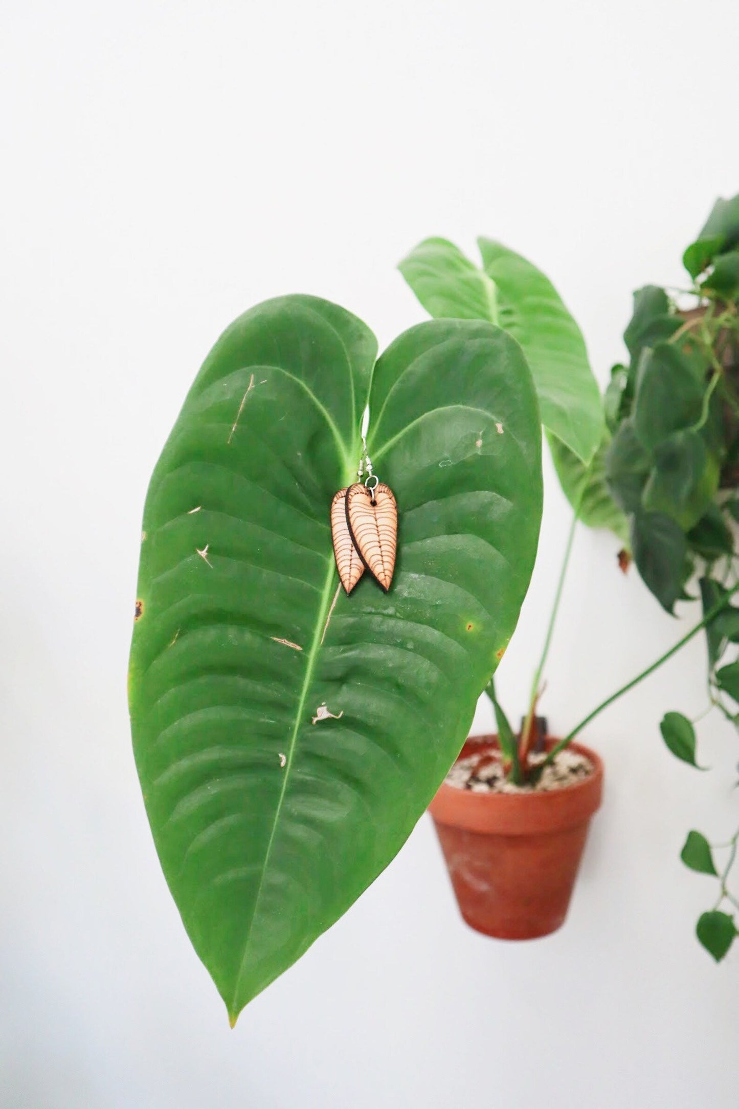Anthurium King & Queen Warocqueanum & Anthurium Veitchii Wooden Earrings