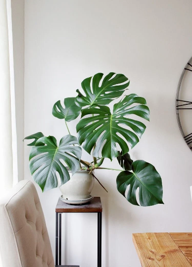 Large Monstera Deliciosa Wooden Earrings - Plant Dosage