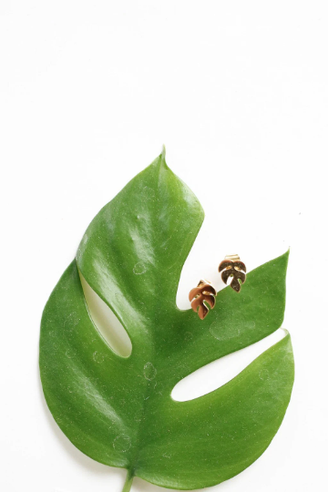 Rhaphidophora Tetrasperma Metal Stud Earrings - Plant Dosage