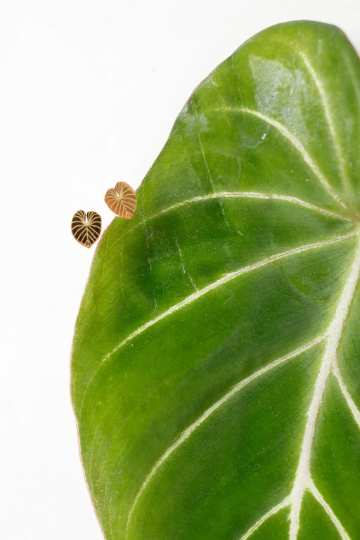 Philodendron Gloriosum Metal Stud Earrings - Plant Dosage